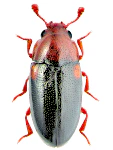 Dacne bipustulata Dacne bipustulata