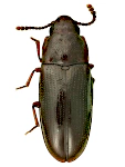 Pharaxonotha kirschii Pharaxonotha kirschii