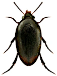 Eucinetus haemorrhoidalis Eucinetus haemorrhoidalis