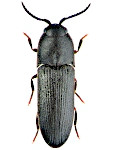 Dromaeolus barnabita Dromaeolus barnabita