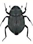 Georissus crenulatus Georissus crenulatus