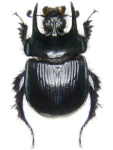 Typhaeus typhoeus Typhaeus typhoeus