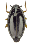 Gyrinus substriatus Gyrinus substriatus
