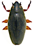 Orectochilus villosus Orectochilus villosus