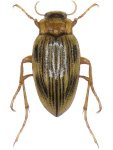 Brychius elevatus Brychius elevatus