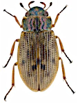 Helophorus breviplapis Helophorus breviplapis