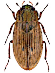 Helophorus grandis Helophorus grandis