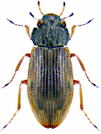 Helophorus obscurus Helophorus obscurus