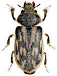 Heterocerus fenestratus Heterocerus fenestratus