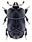 Hololepta plana Hololepta plana