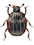 Onthophilus striatus Onthophilus striatus