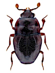 Plegaderus dissectus Plegaderus dissectus