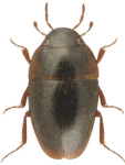 Limnebius nitidus Limnebius nitidus