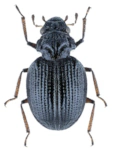 Ochthebius gibbosus Ochthebius gibbosus
