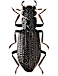 Hydrochus crenatus Hydrochus crenatus