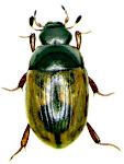Cercyon unipunctatus Cercyon unipunctatus