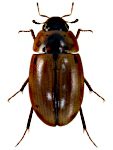 Enochrus quadripunctatus Enochrus quadripunctatus