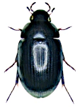 Hydrobius fuscipes Hydrobius fuscipes