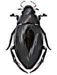 Hydrophilus piceus Hydrophilus piceus