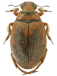 Hygrobia hermanni Hygrobia hermanni