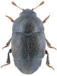 Brachypterolus pulicarius Brachypterolus pulicarius