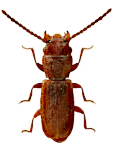 Cryptolestes ferrugineus Cryptolestes ferrugineus