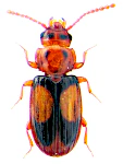 Laemophloeus monilis Laemophloeus monilis