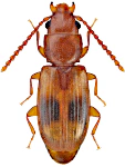 Notolaemus unifasciatus Notolaemus unifasciatus