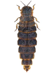 Lampyris noctiluca (female) Lampyris noctiluca (female)