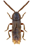Phosphaenus hemipterus Phosphaenus hemipterus