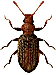 Dienerella ruficollis Dienerella ruficollis