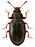Enicmus rugosus Enicmus rugosus