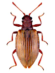 Stephostethus lardarius Stephostethus lardarius