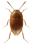 Anemadus strigosus Anemadus strigosus