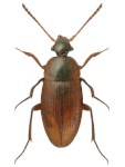 Choleva agilis Choleva agilis