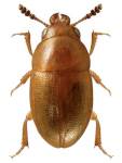 Hydnobius multistriatus Hydnobius multistriatus