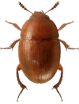 Leiodes ferruginea Leiodes ferruginea