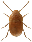 Leptinus testaceus Leptinus testaceus