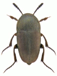 Ptomaphagus subvillosus Ptomaphagus subvillosus
