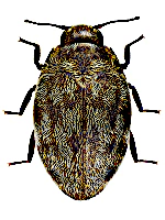 Pelochares versicolor Pelochares versicolor