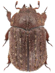 Aesalus scarabaeoides Aesalus scarabaeoides