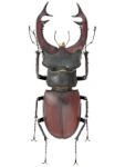 Lucanus cervus Lucanus cervus