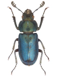 Platycerus caraboides Platycerus caraboides