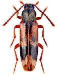 Hypulus quercinus Hypulus quercinus