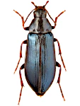 Melandrya caraboides Melandrya caraboides