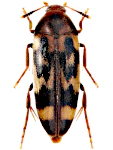 Orchesia undulata Orchesia undulata