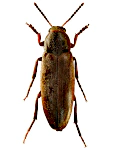 Phloiotrya rufipes Phloiotrya rufipes