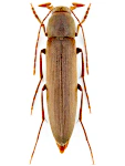Serropalpus barbatus Serropalpus barbatus