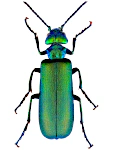 Lytta vesicatoria Lytta vesicatoria