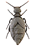 Meloe rugosus Meloe rugosus